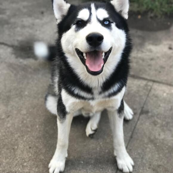 Atka, the bi-eyed bear