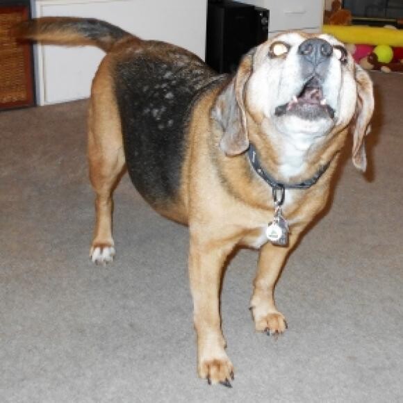 Lexi asking for a treat.