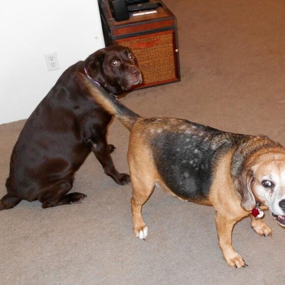 Lily Fa Pooch and Lexi