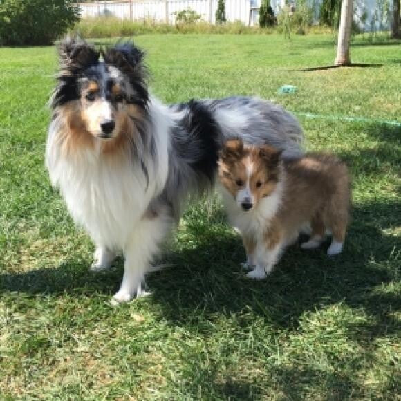 The first day Khaleesi (age 1)met Drogo (10 weeks)...