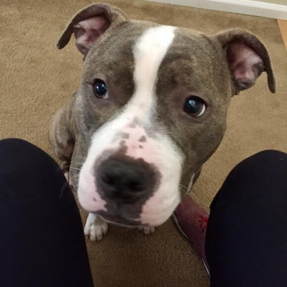 Pibble approved ! bye bye dandruff :)