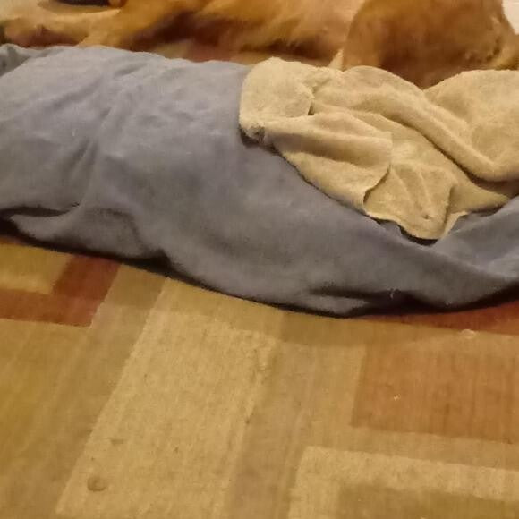 she was always on guard and peed if you got to close not anymore