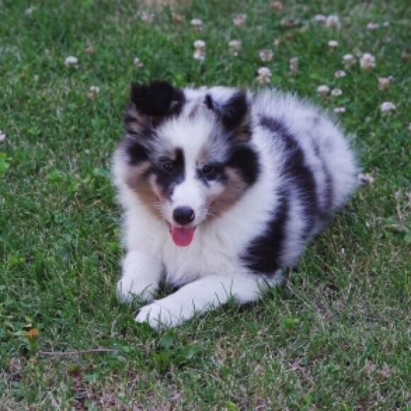 Poppy as a puppy.
