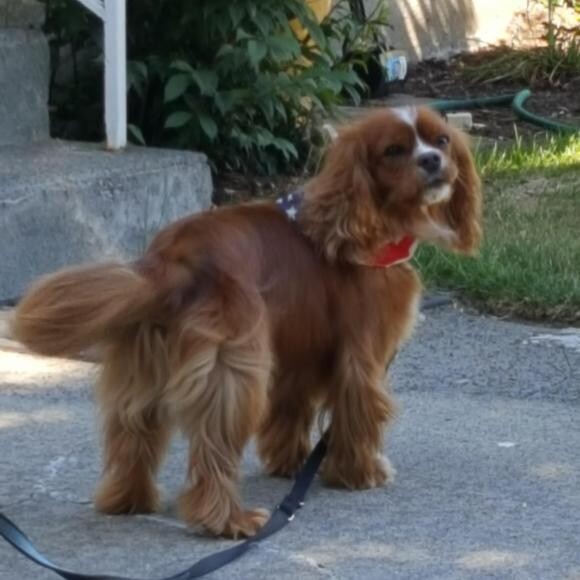 Buddy Having Fun on the 4th!
