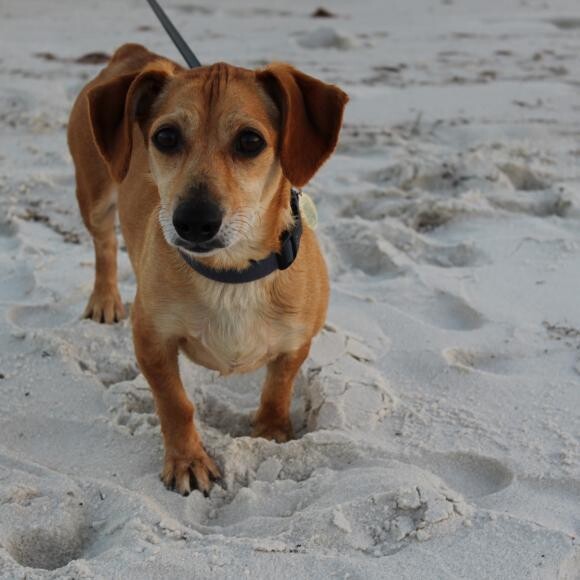 Charlie spending time on the beach.
