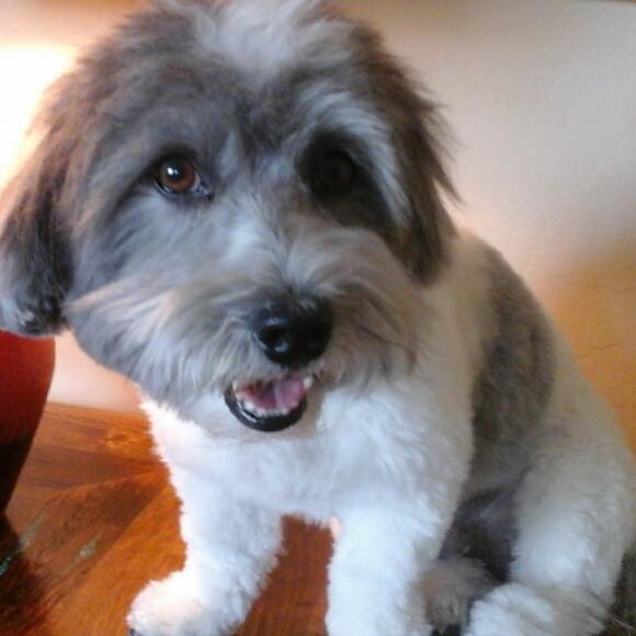 Fresh haircut for Ranger, Coton de Tulear