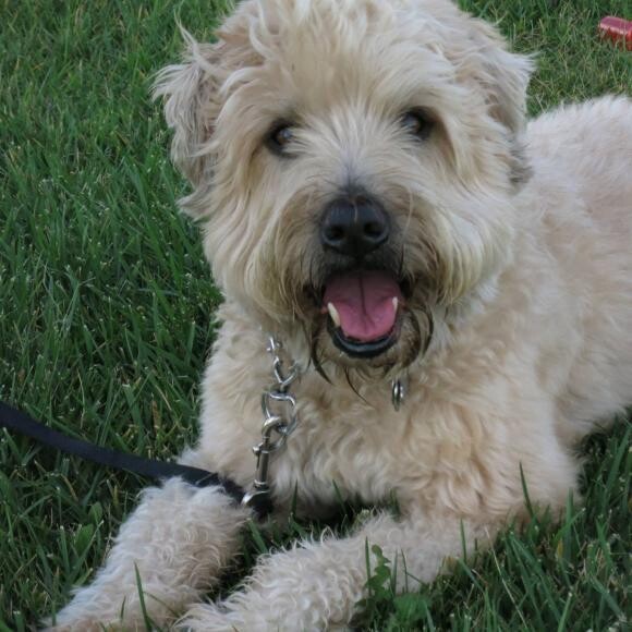 Scruffy Enjoying Life Again