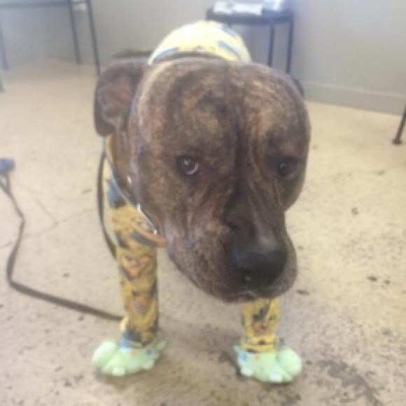 Ripley loves being wrapped up in warm pajamas when he goes to play at daycare