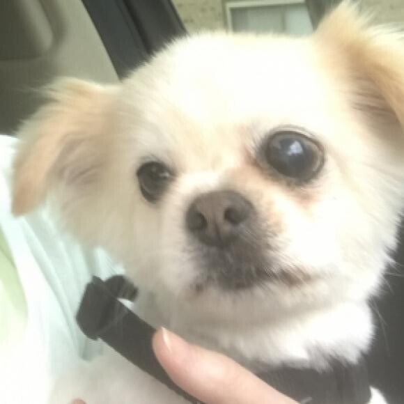Returning from vet's office. Glaucoma in left eye; prescribed eye drop regimen.