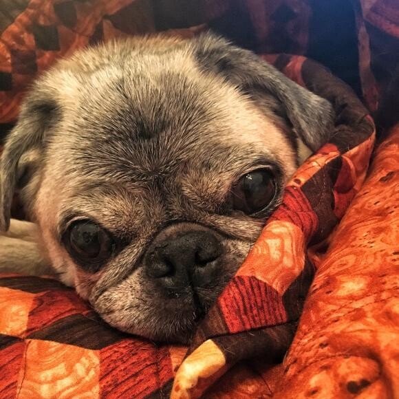 Snuggle pug