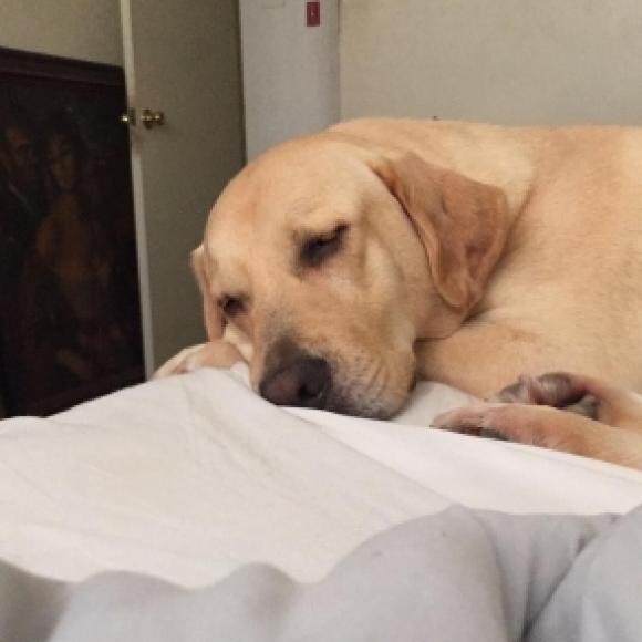 For 2yrs he's maintained 70-76lbs, clear ears, coat, dental & allergy health