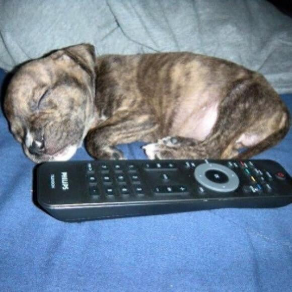 We got little Ripley when he was just under four weeks old