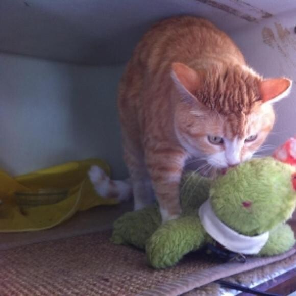 He loves his Dinosaur!
