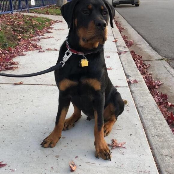 Meet Charlie!