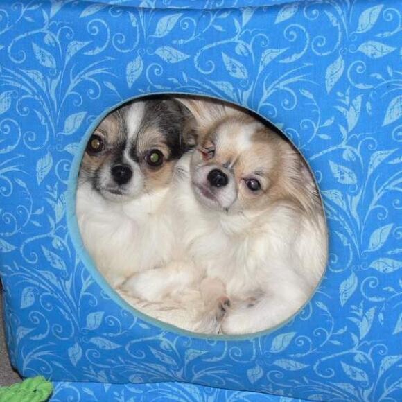 Dixie & Honey