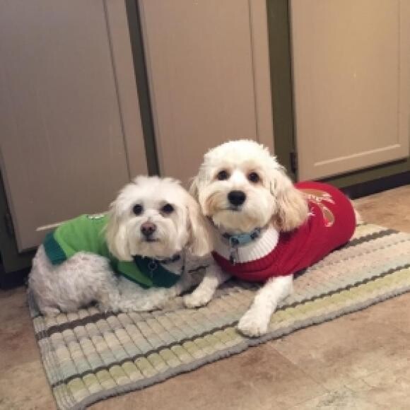 Our Happy Healthy Boys!