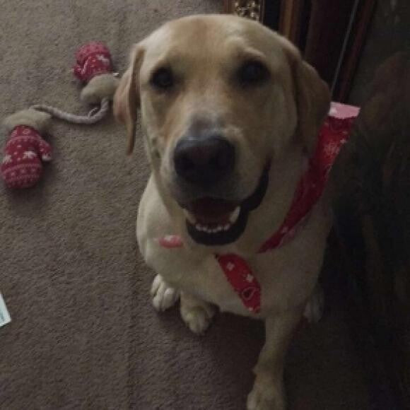 When I first got him at 52lbs. Using Brave. 11/16