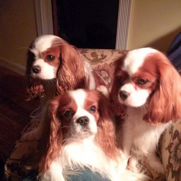 3 out of 6 of my Cavaliers. Plus 2 Aussies.