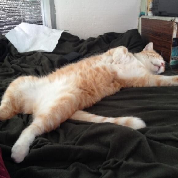 Sleepy after a good meal