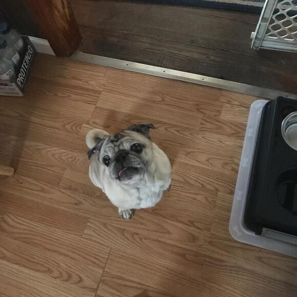 This is Petunia waiting to be fed - she LOVES her Honest Kitchen meals!