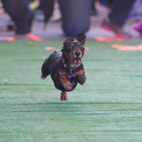 Nathan winning a wiener dog race at Oktoberfest in Denver!