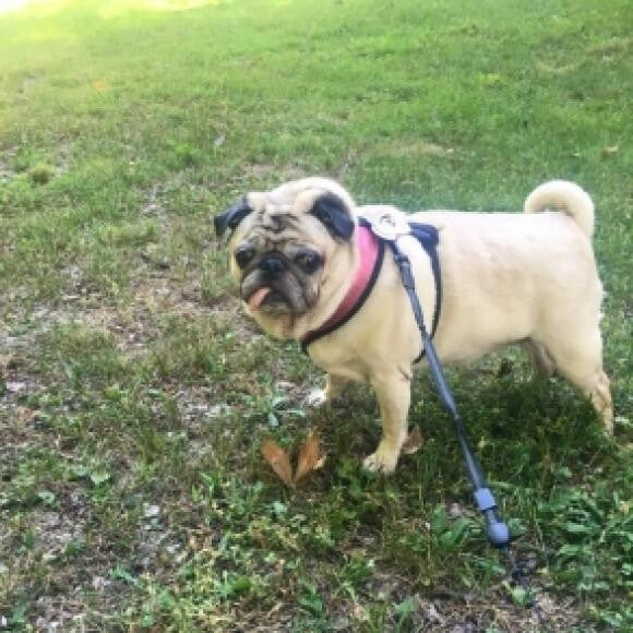 July 2016 - she's about 23 lbs in this picture