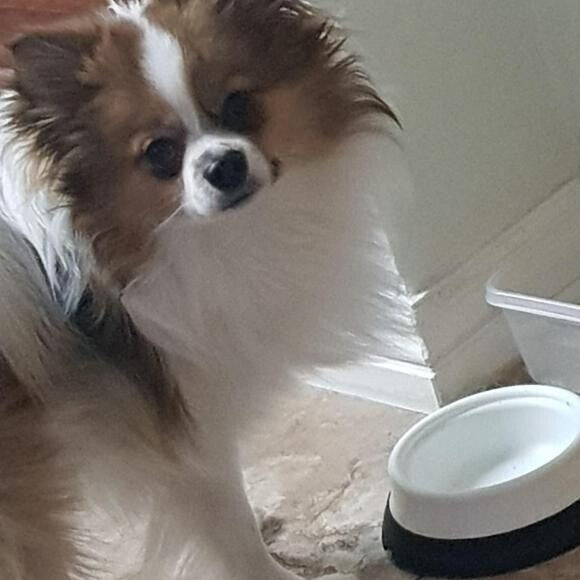 His bowl is licked clean!