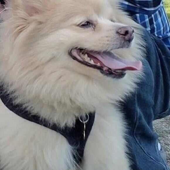 Meeko