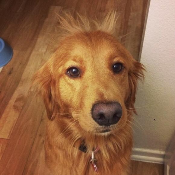 The Honest Kitchen's #1 Fan!