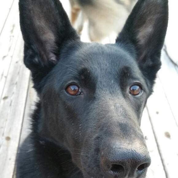Casper is a great dog! He's a therapy dog and also does kids programs with me.