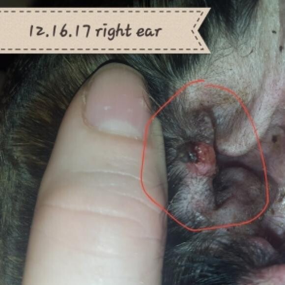 This was the lump in his ear while on can food