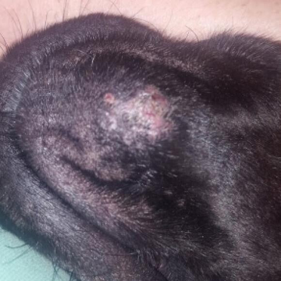 These were the bumps under his chin on can food