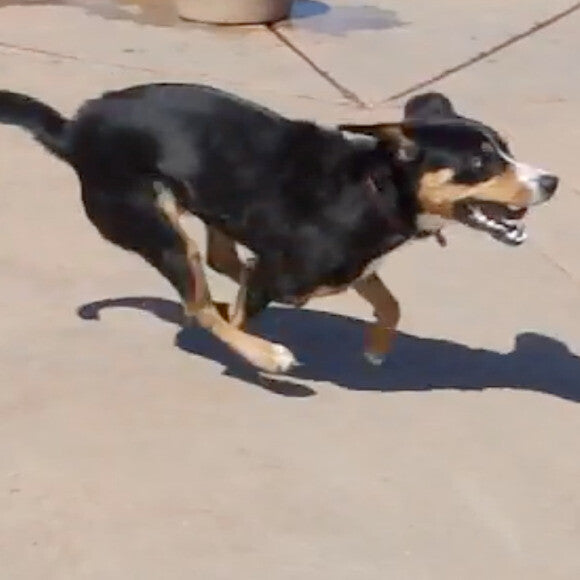 Luna Running