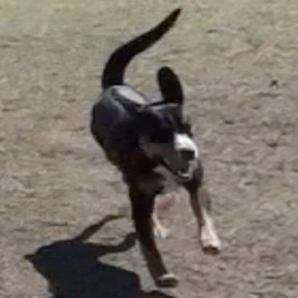 Luna Running