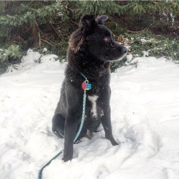 Thanks to The Honest Kitchen, Autry is happy and healthy and has all the energy he needs for his favorite activity- playing in the snow!