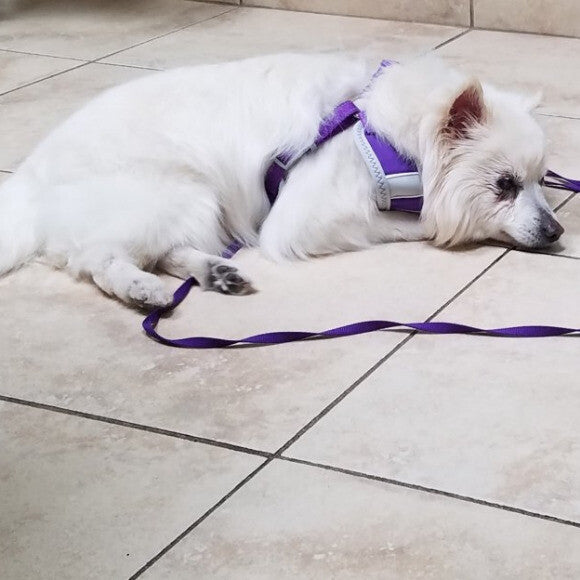 Frenchie's most recent trip to the vet