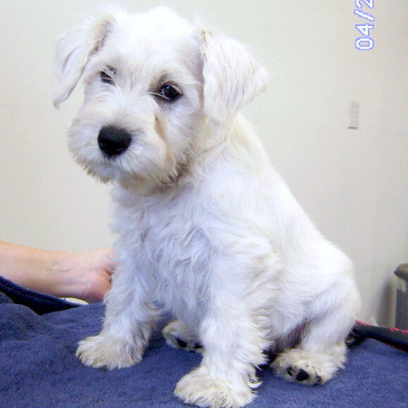 Caspar age 12 weeks before I got him.