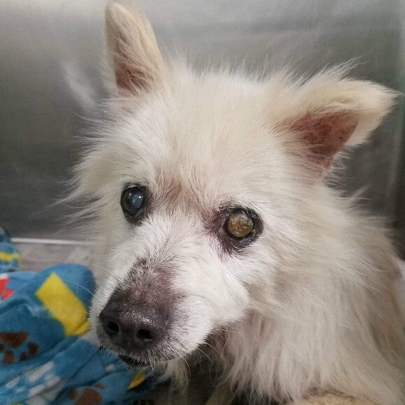 Frenchie's shelter picture