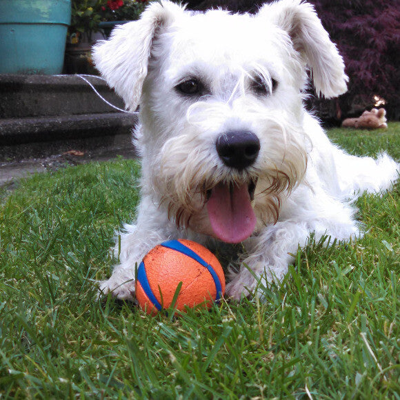 This boy LOVES his ball! Here he is taking a quick break before continuing his obsession of chasing his ball.