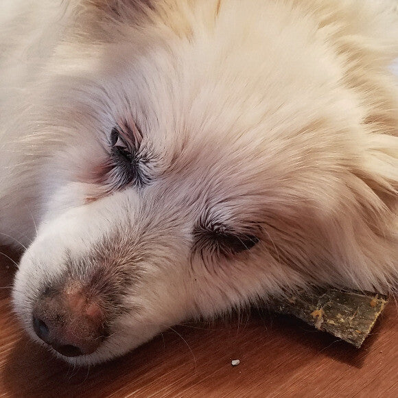 Frenchie likes to cuddle her THK fish skin chews to make sure the other dogs don't steal it!