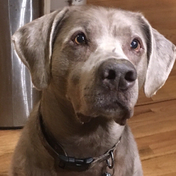Mr. Big, age 5. Part Weimaraner part silver lab