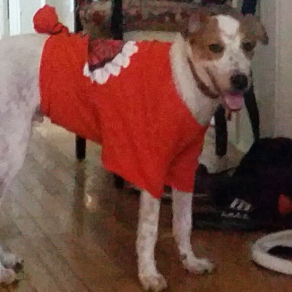 before Starting HK. We put T-shirts on him to stop him from scratching and biting himself.