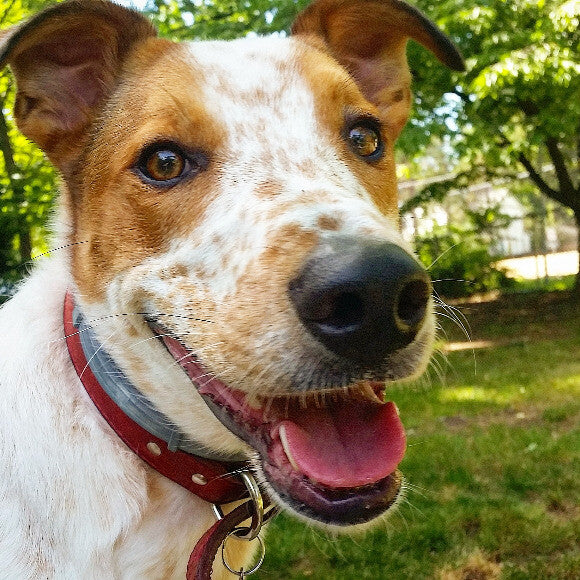 2 months after starting HK. His nose and face completely healed up.