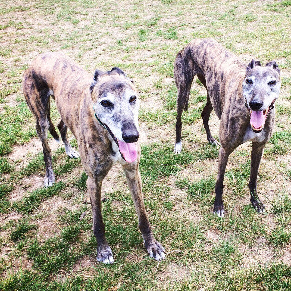 Having fun at the dog park.