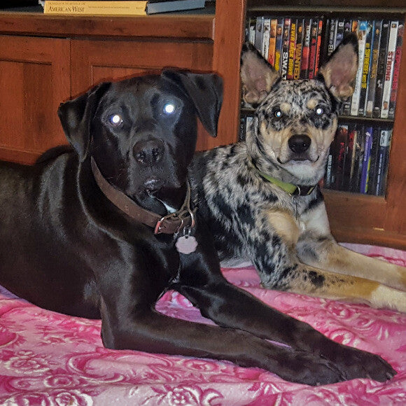 Drago and Ronin