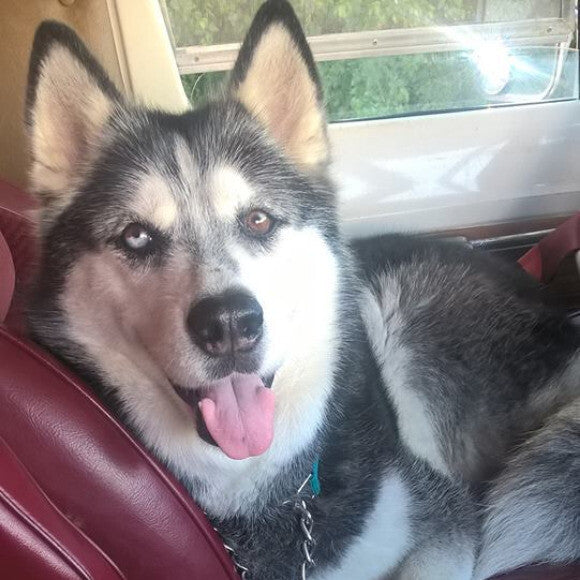 Mika 9 year old Siberian Husky