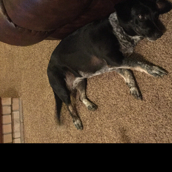 Bella- Dauschund/Beagle
