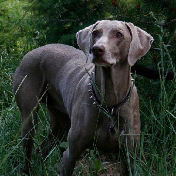 Poppi, our 14 year old Weimaraner.