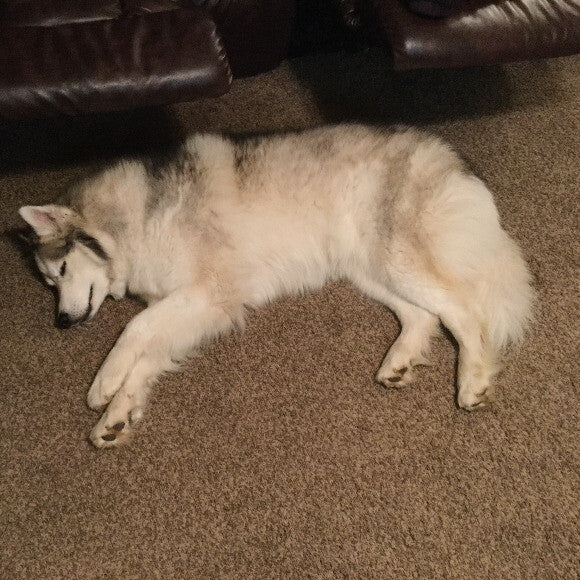 Bear- Siberian Husky