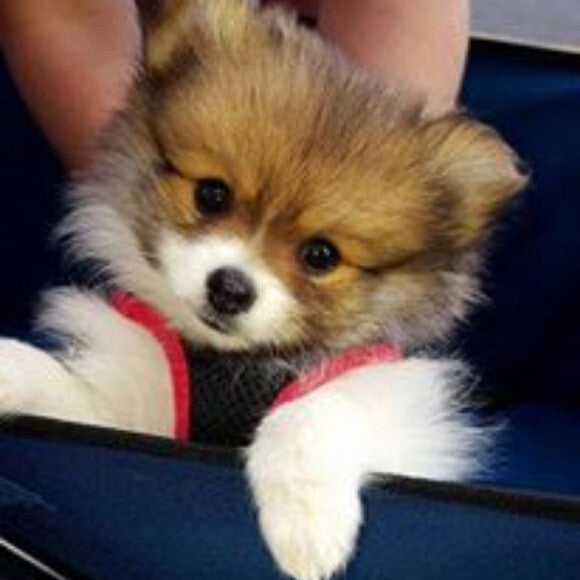 Rocky as a puppy.
